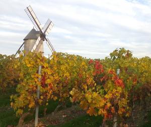 Camping Loire, randonnée dans les coteaux du Layon