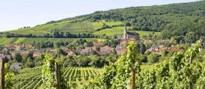 vacances routes des vins d'Alsace