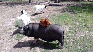 Cochon, poules et chèvres à la mini-ferme du camping