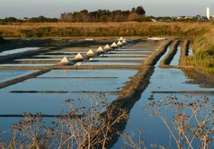 marais salants