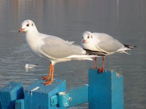 Mouette_rieuse