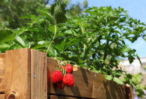 aardbeien moestuin 